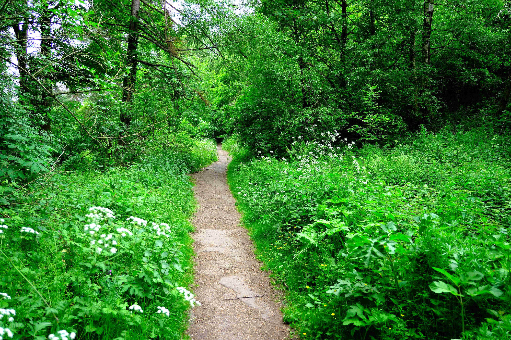 view of the spot where the apparition was seen