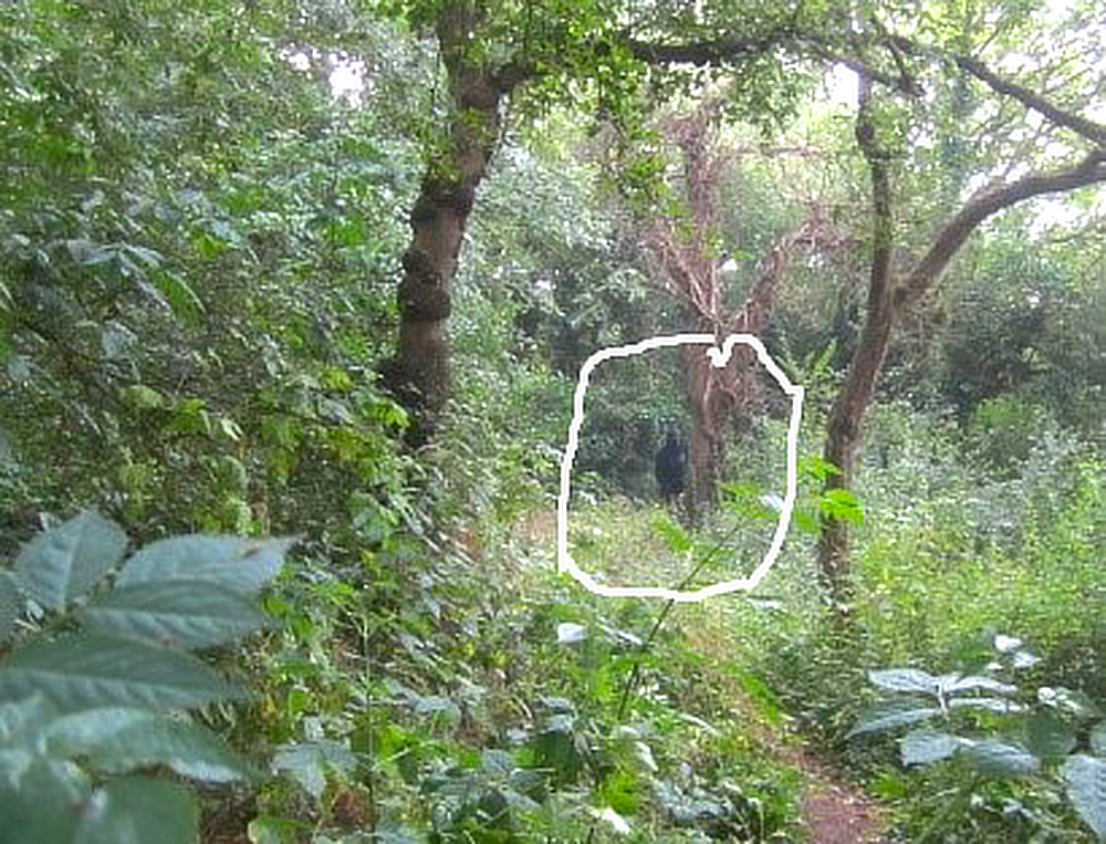 steve's shot general