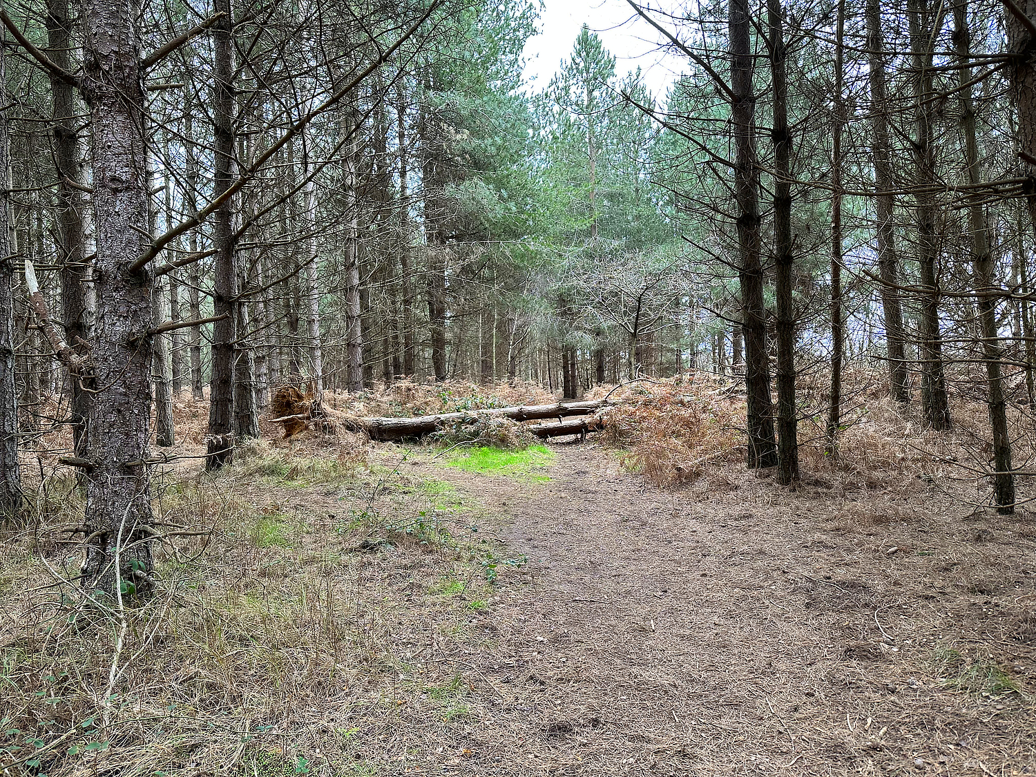 rendlesham forest